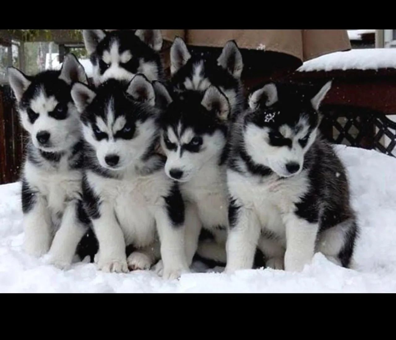 Husky siberiano 