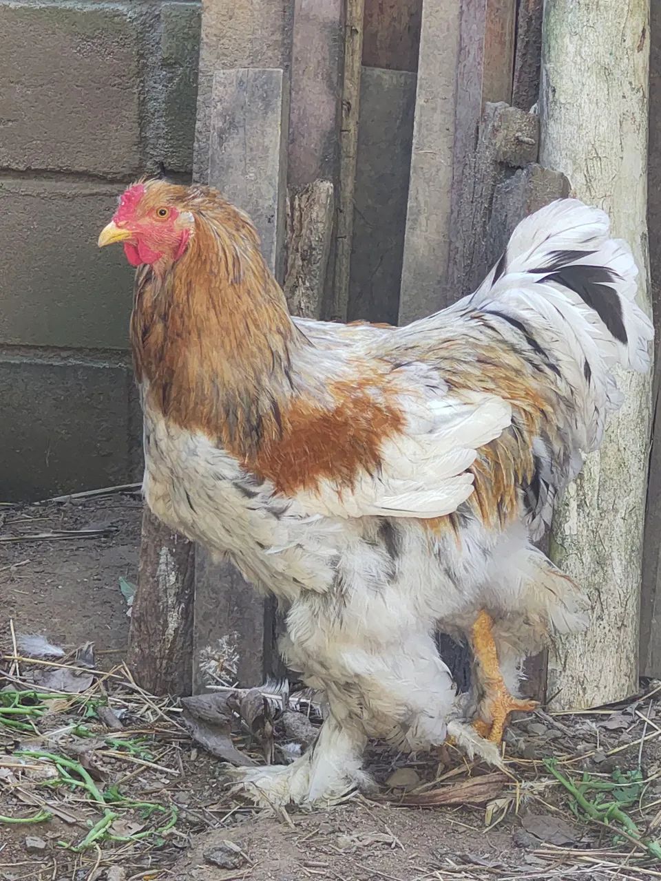 Galos brahma