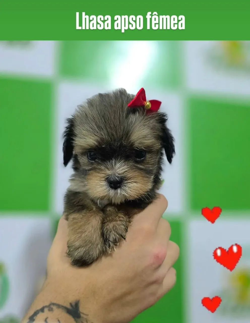 Lhasa apso - Foto 3
