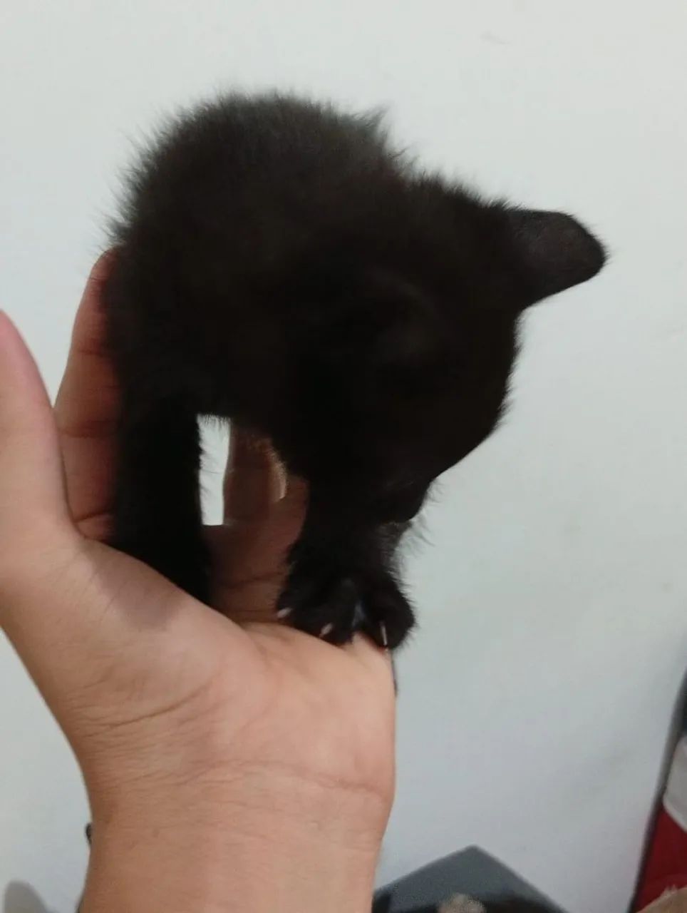 Filhotes de gato  - Foto 3