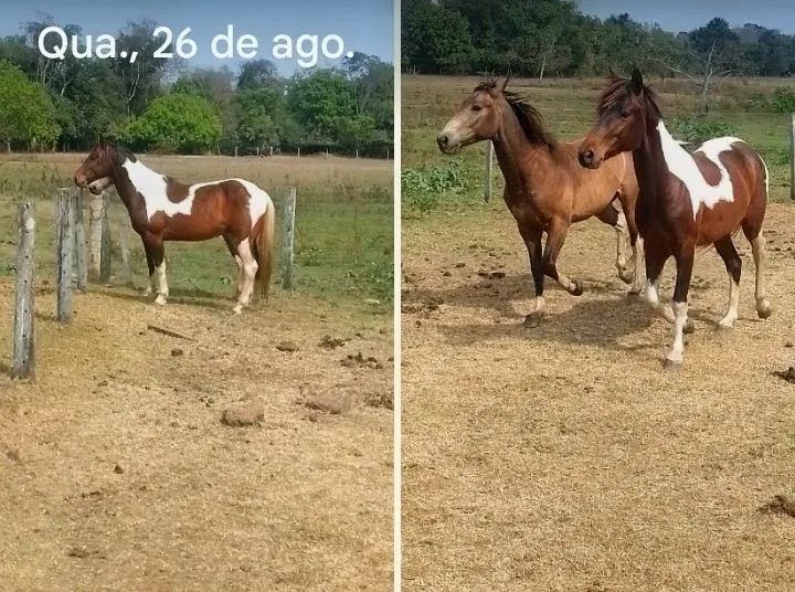 Cavalo 