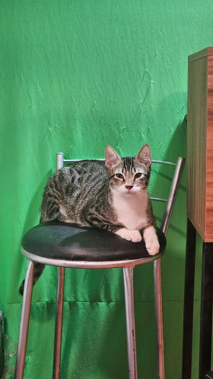 Gatinhos para adoção 