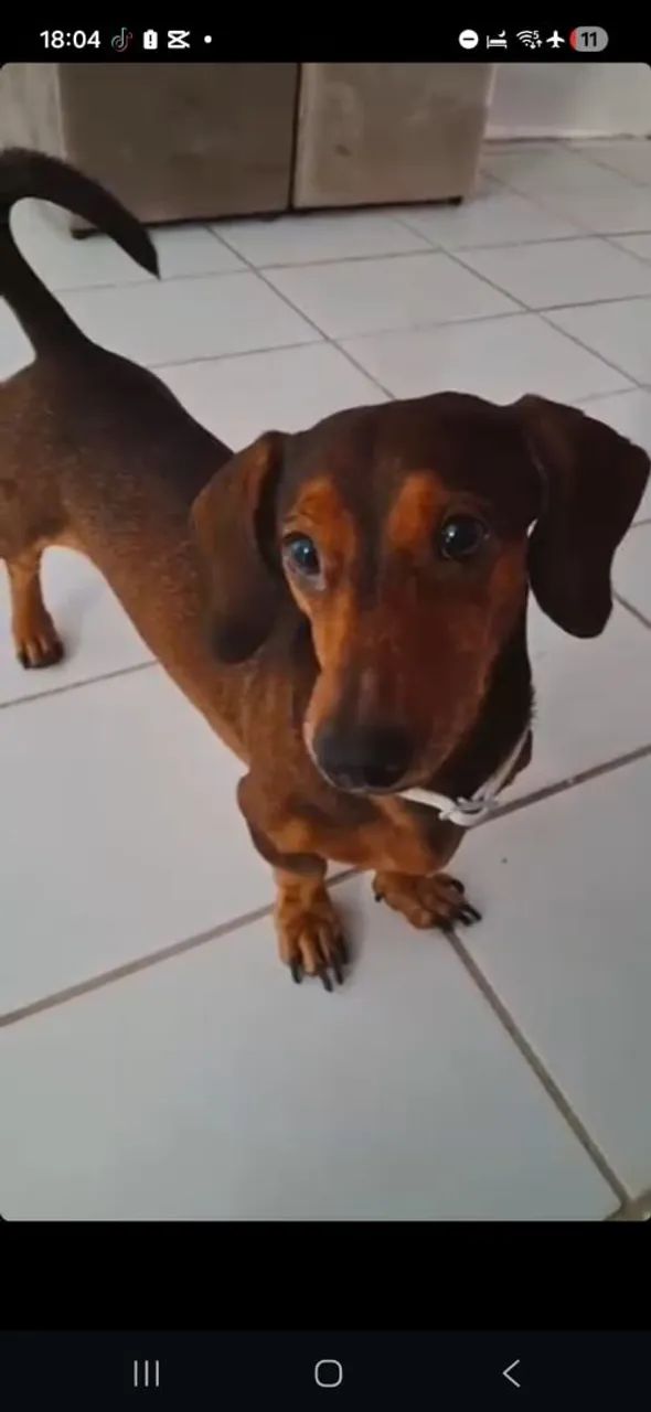 Cachorro perdido - Foto 3