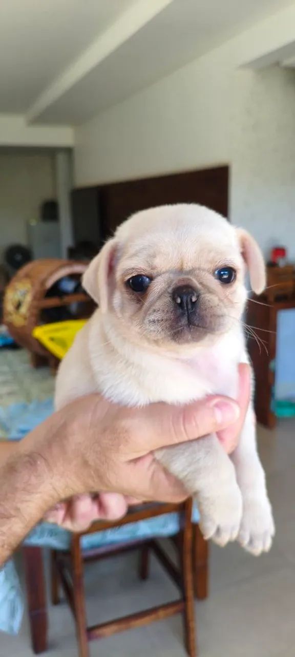 Pug - Foto 5