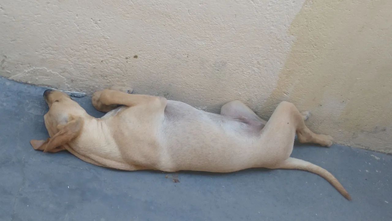 Doação Responsável  - Foto 2