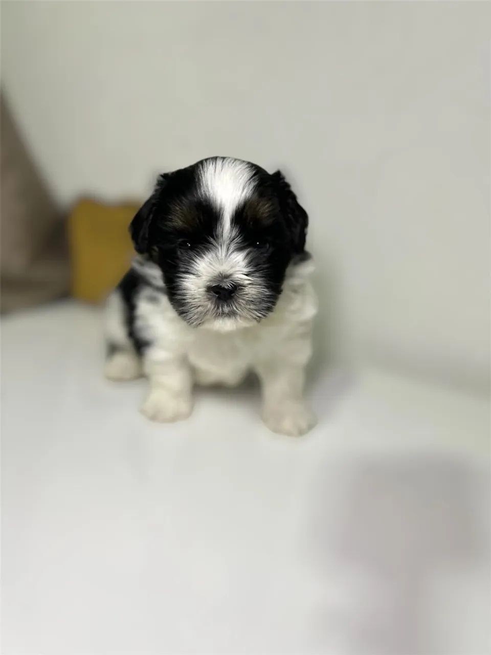 Cachorro - Foto 3