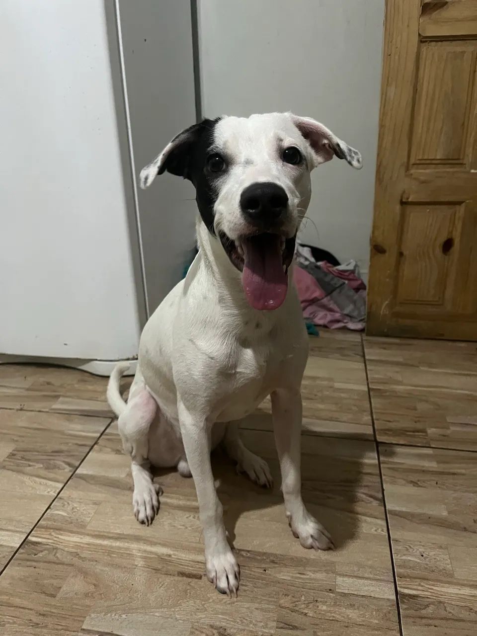 Cachorro para adoção  - Foto 2