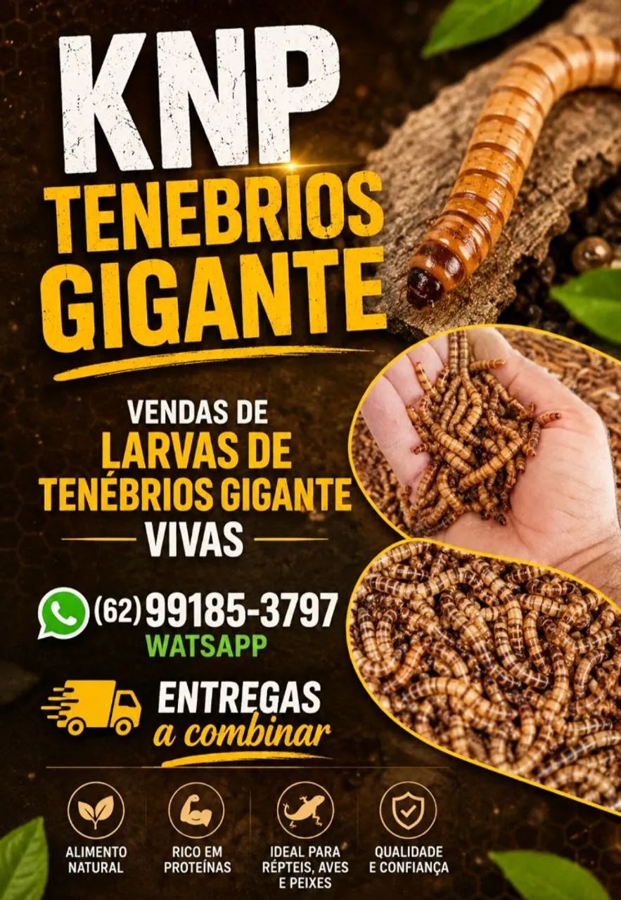 Lavar de Tenébrios gigante  - Foto 4