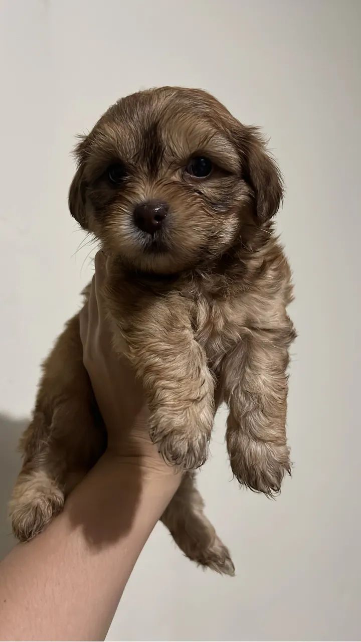  Cachorros lhasa apso  - Foto 5