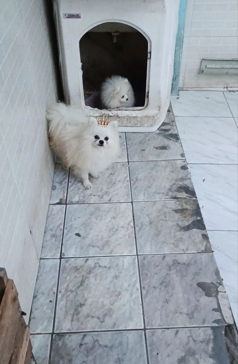 Lulu da Pomerânia 