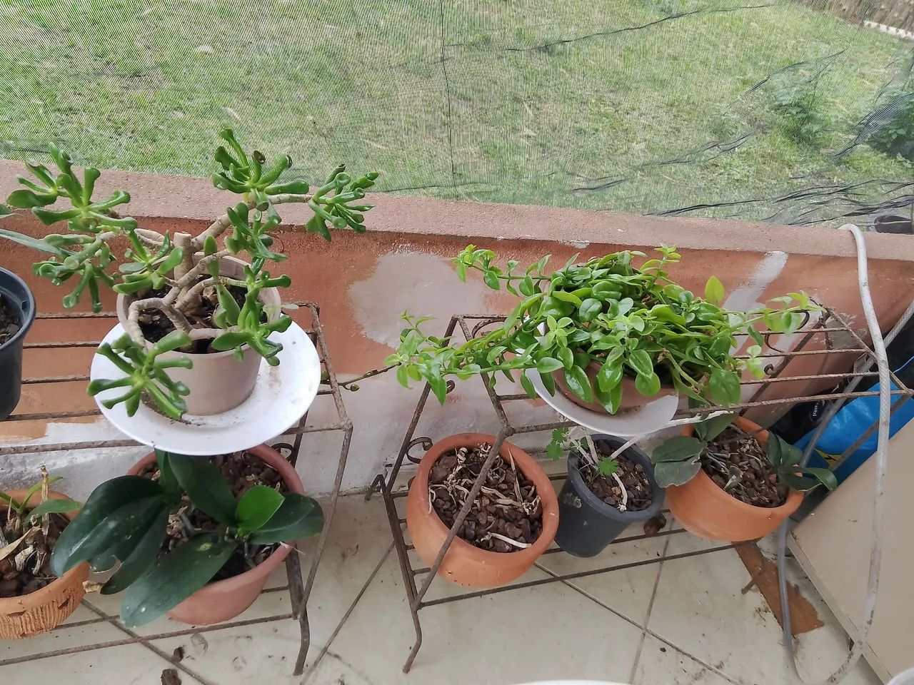 Plantas  - Foto 3