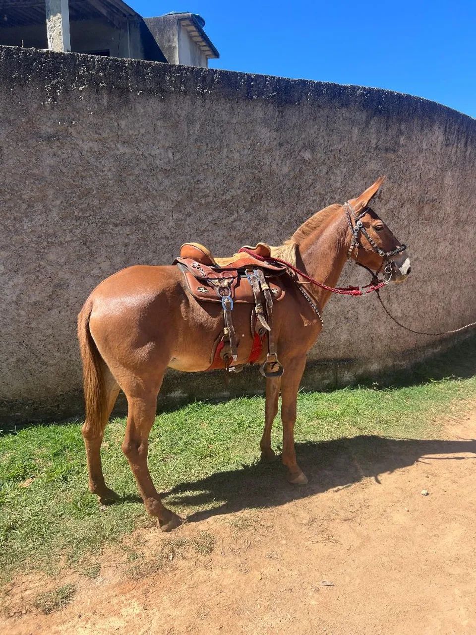 Mula de patrao