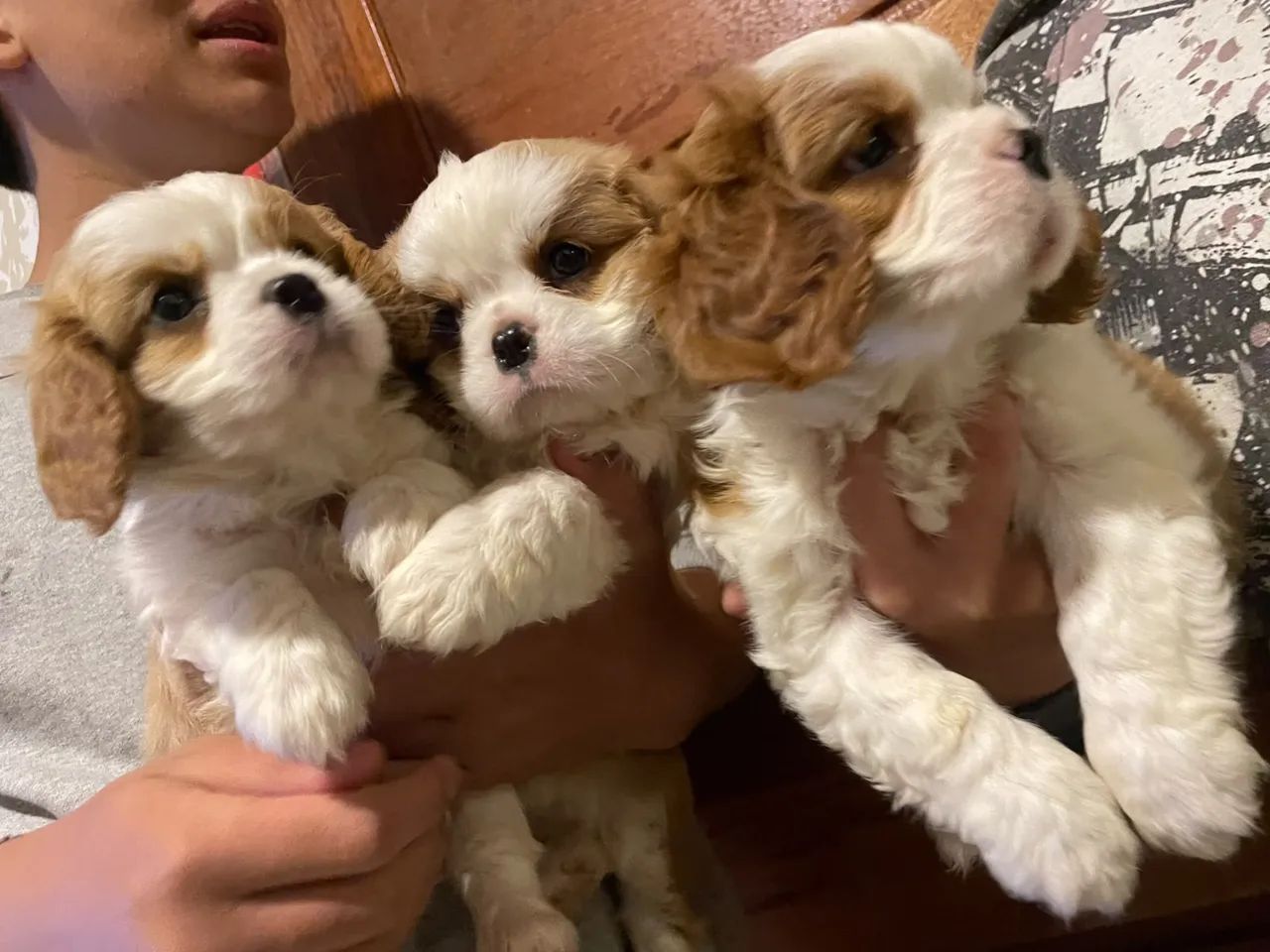 Cavalier fêmea e machinho  - Foto 2