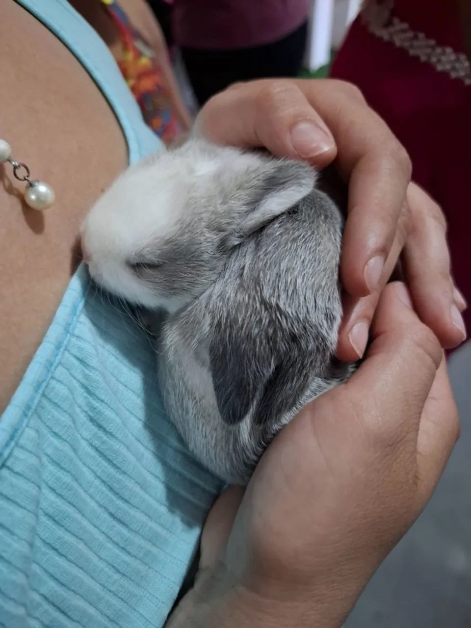 Coelhinhos bebês  - Foto 3