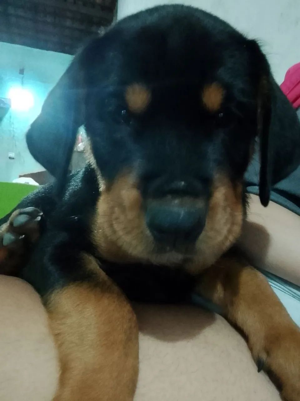 Cachorro 