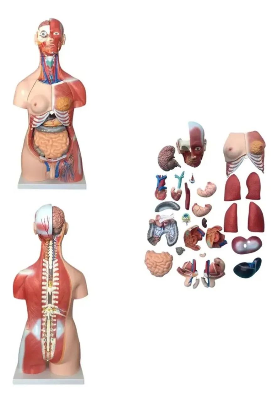 TORSO ANATÔMICO HUMANO 85CM 30 PÇS - Foto 3