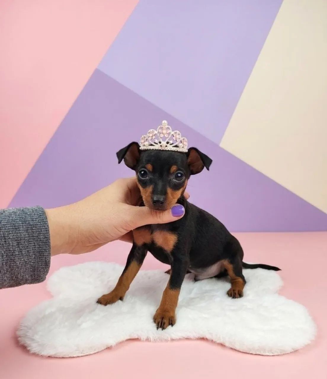 Pinscher Especial Para Você