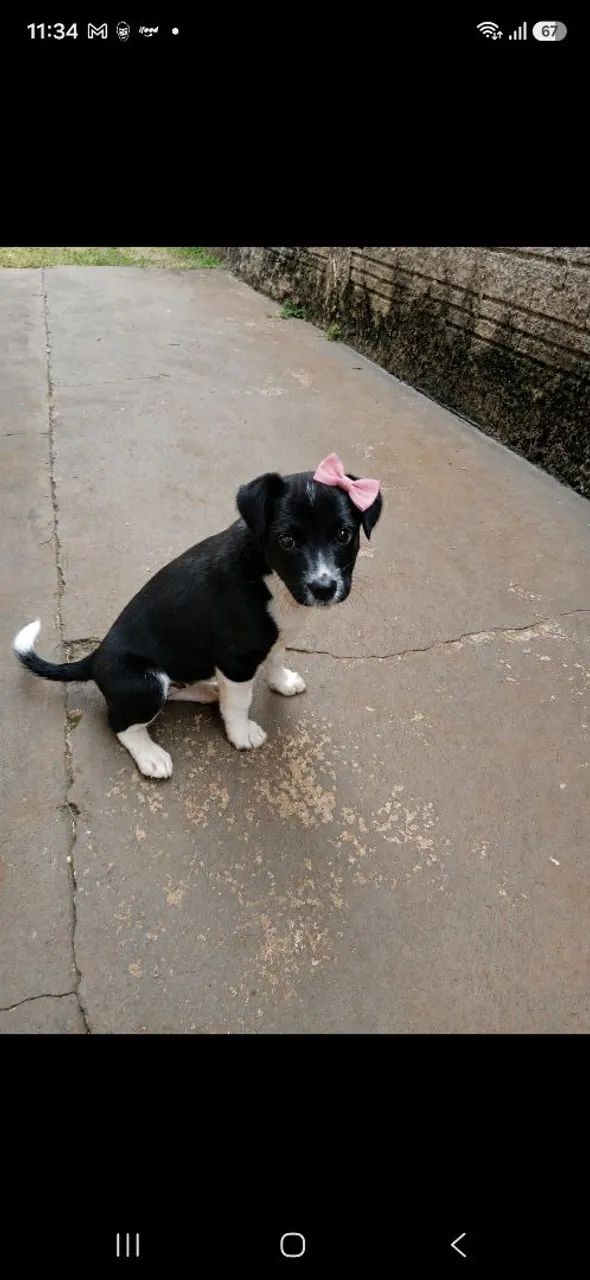 Doa-se cachorrinha.