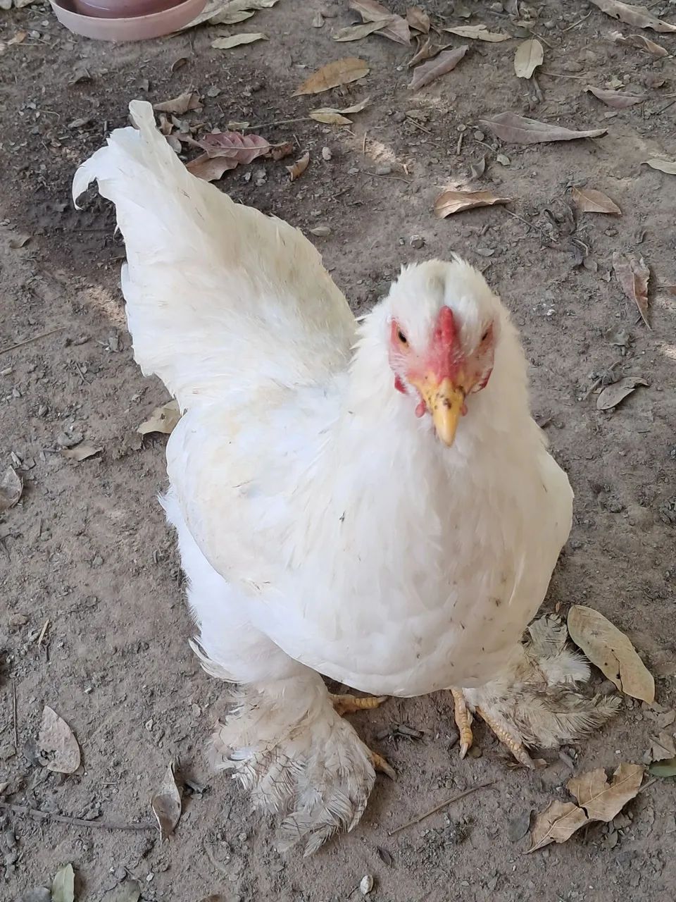 Galinhas e frangos a venda 