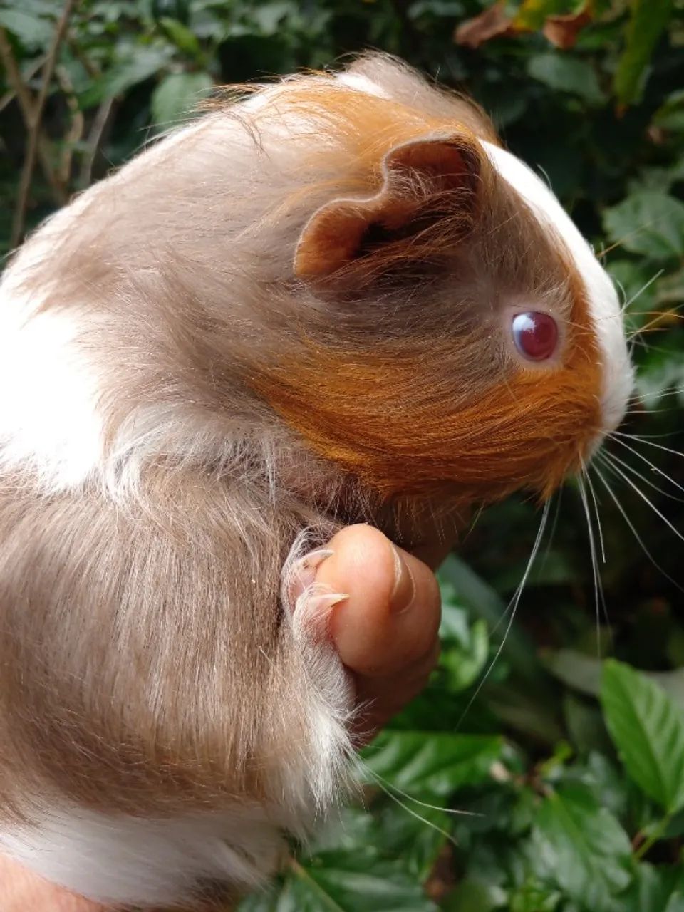 Porquinho da India - Foto 4