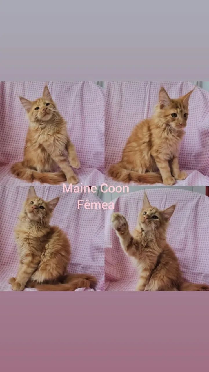 Maine Coon Filhotes - Gatil BSB Cat  - Foto 4