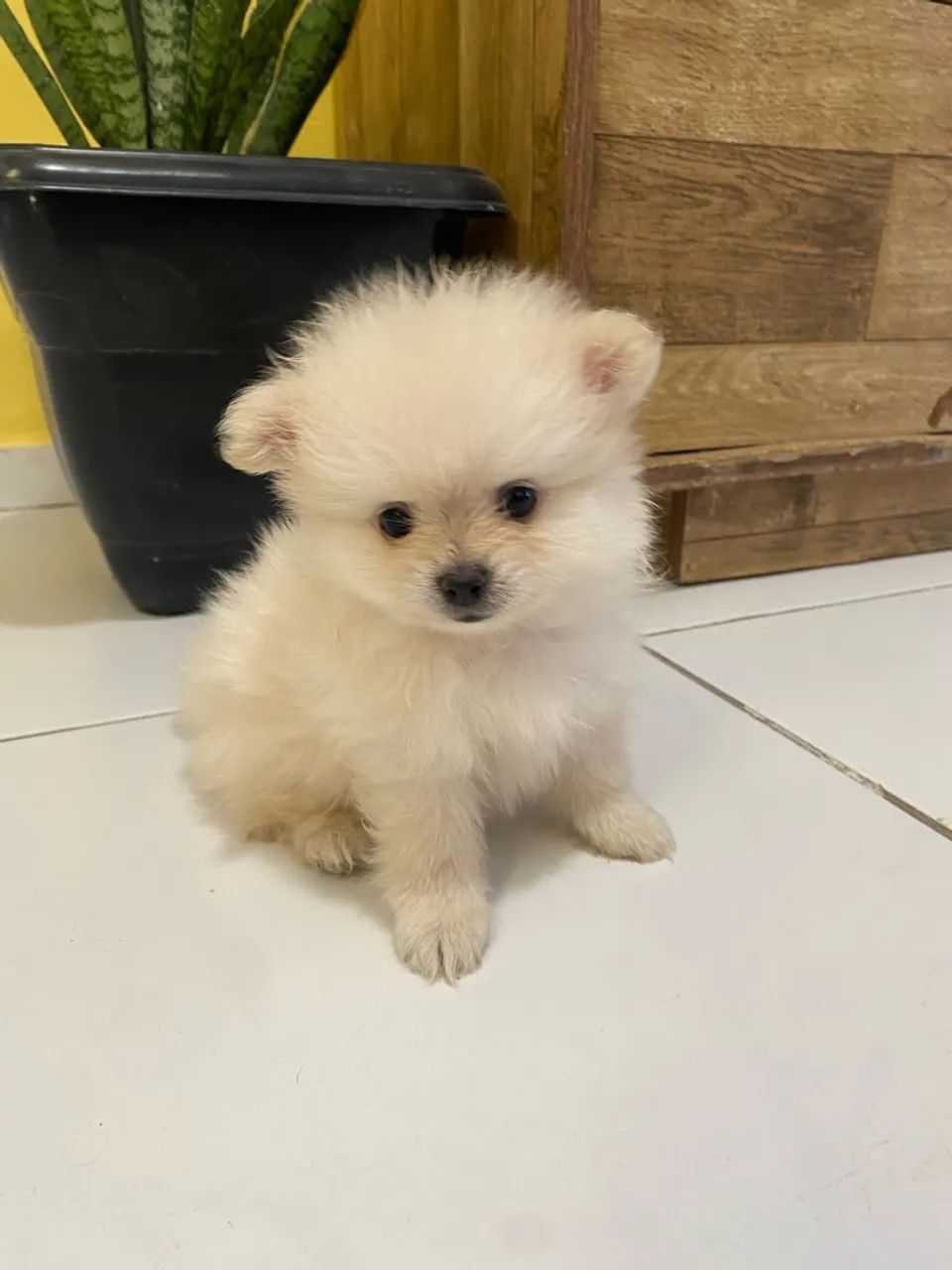 Spitz macho - Foto 2