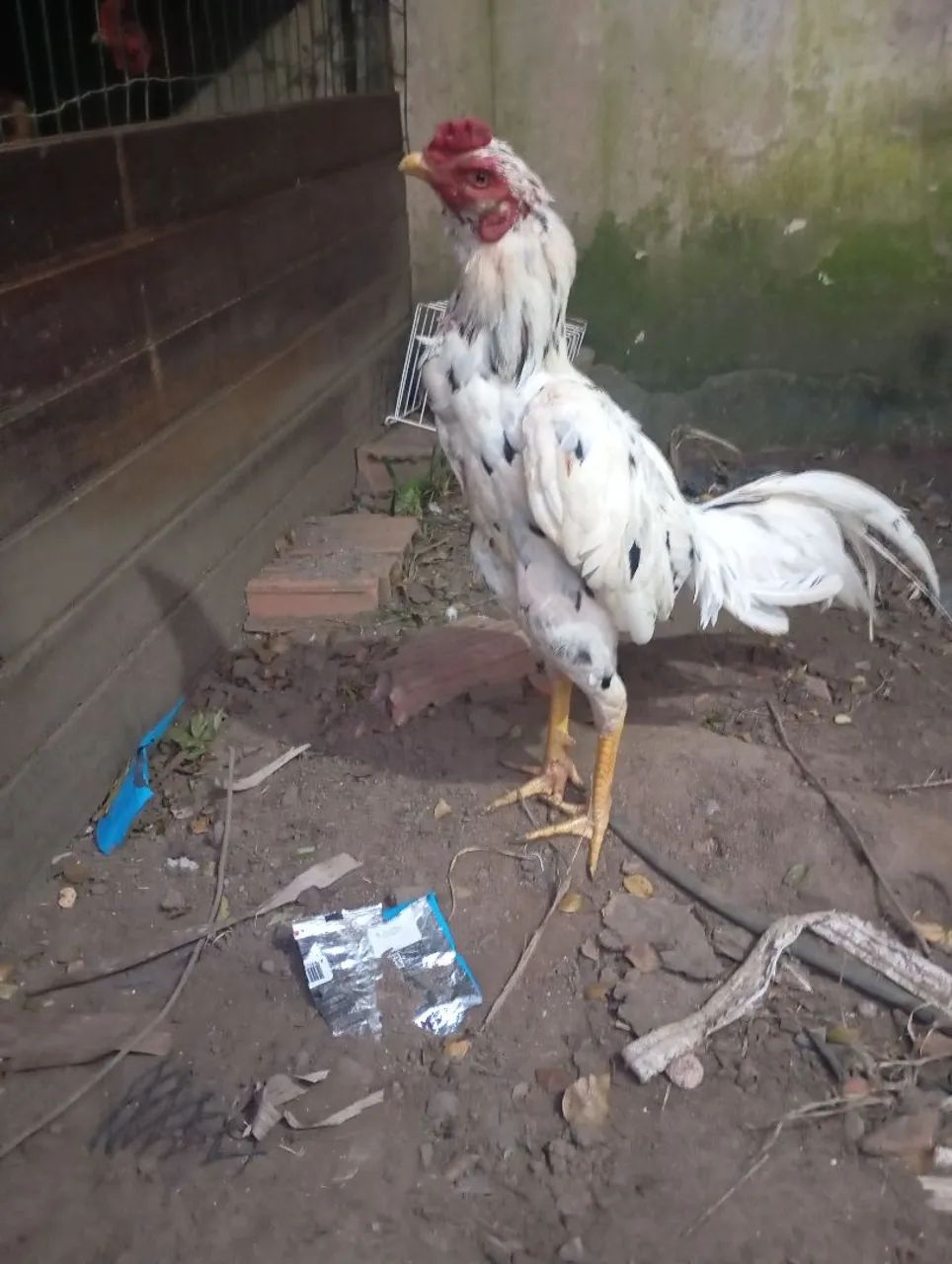 Frango de raça  - Foto 3