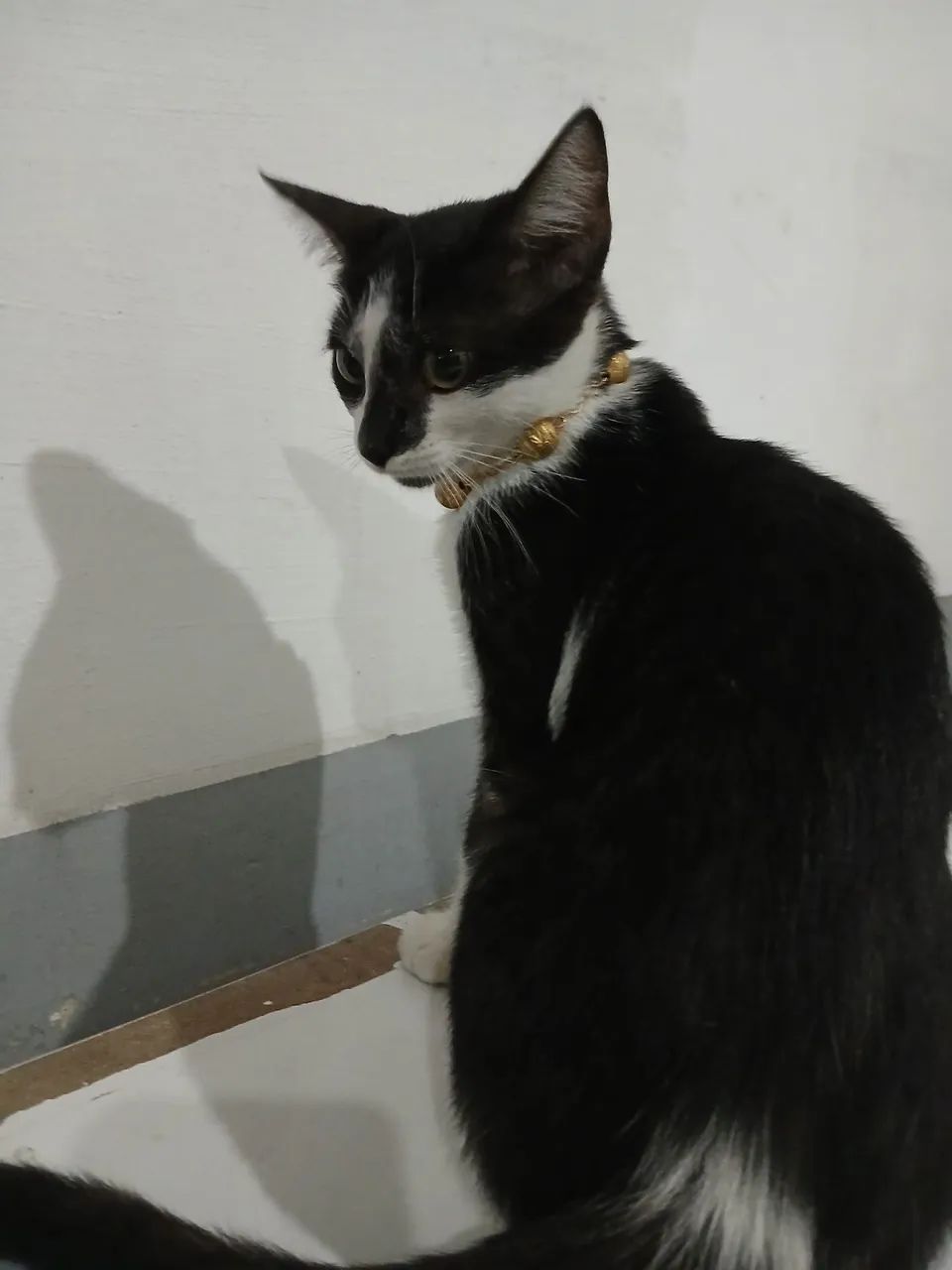 Gatinha para adoção  - Foto 2