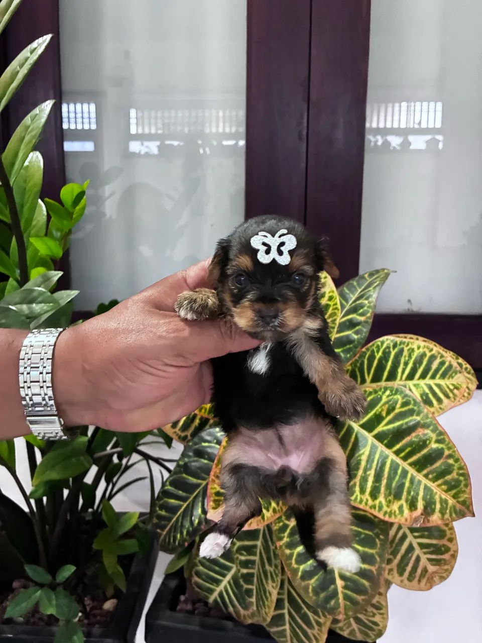 Yorkshire Terrier  - Foto 2