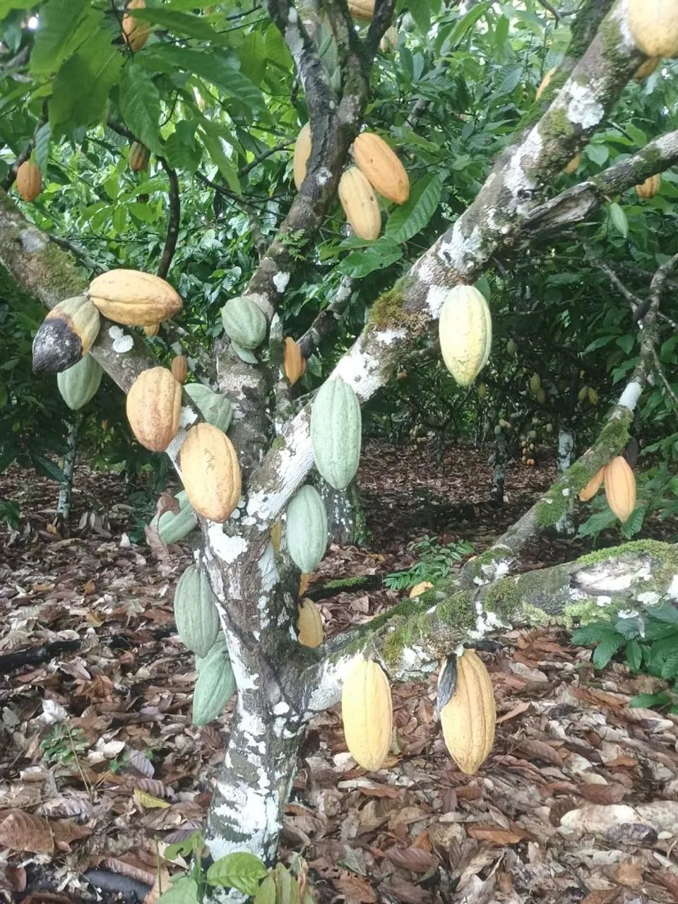 Mudas de cacau  - Foto 2
