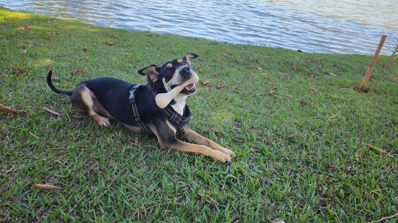 Jack - Foto 3