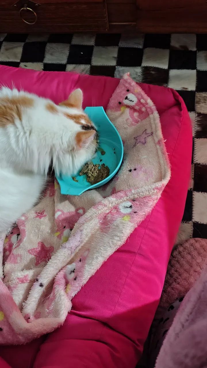 Doação de gato 