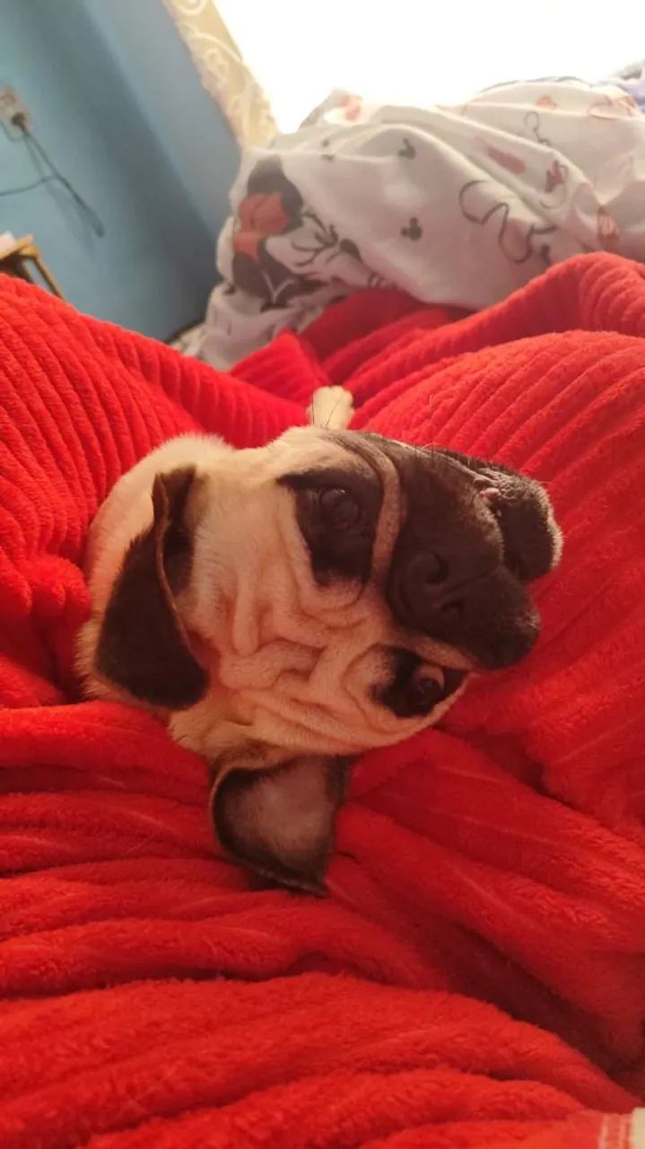 Pug macho 