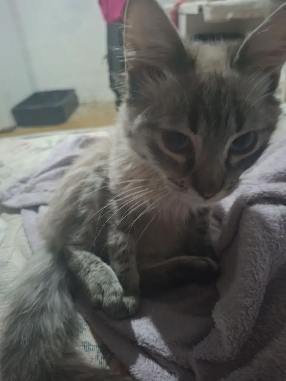 Gato filhote para doação urgente!! - Foto 2