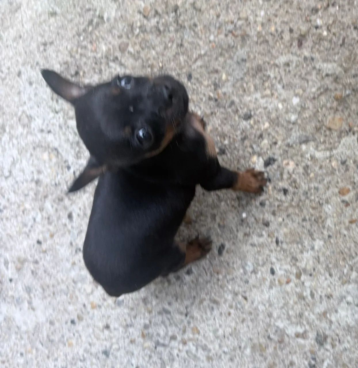 Vendas