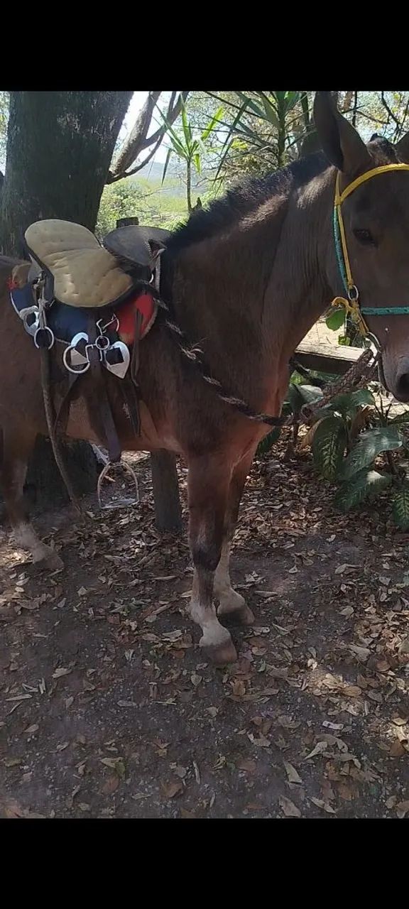 Burro top a venda mansinho - Foto 4