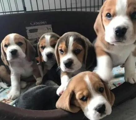 Filhotes de Beagle 13 polegadas Machos e Fêmeas 