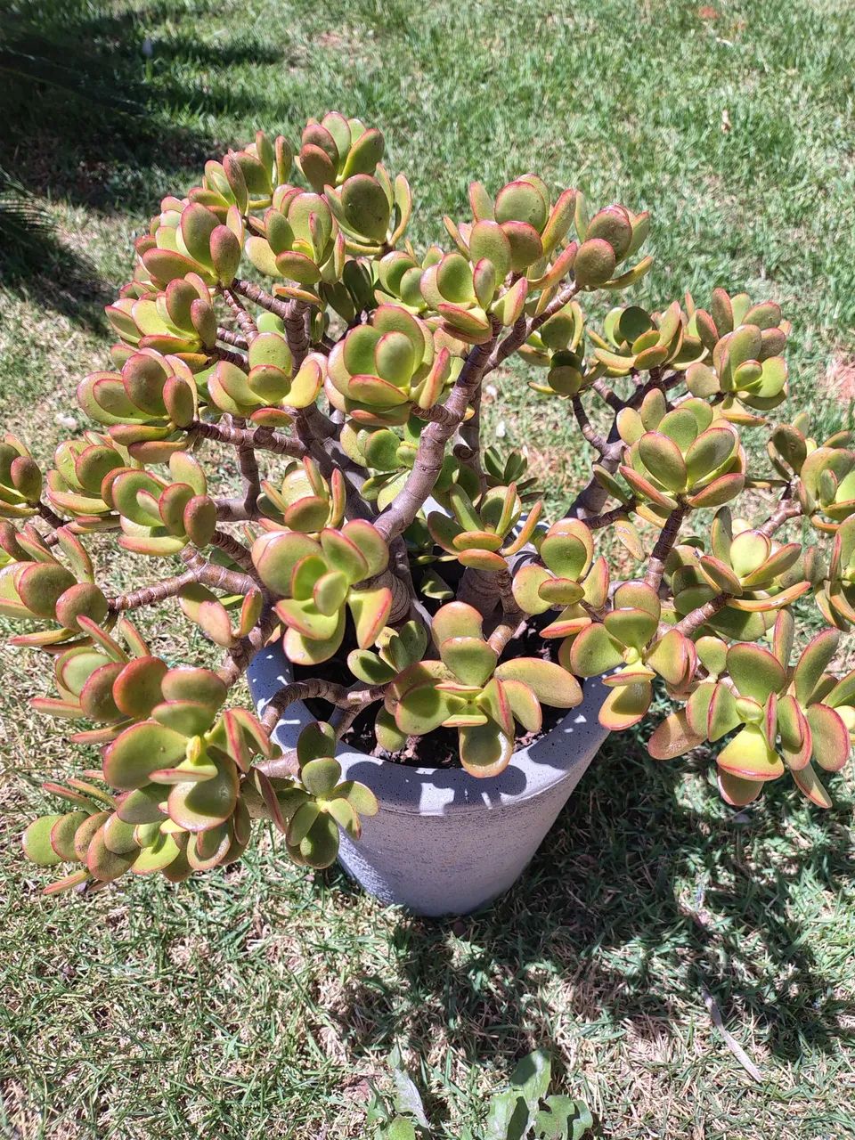 Suculenta Jade  - Foto 4