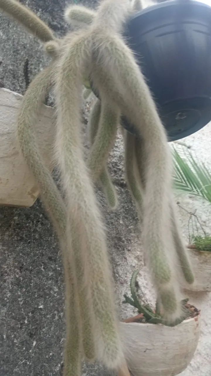 Plantas - Foto 2