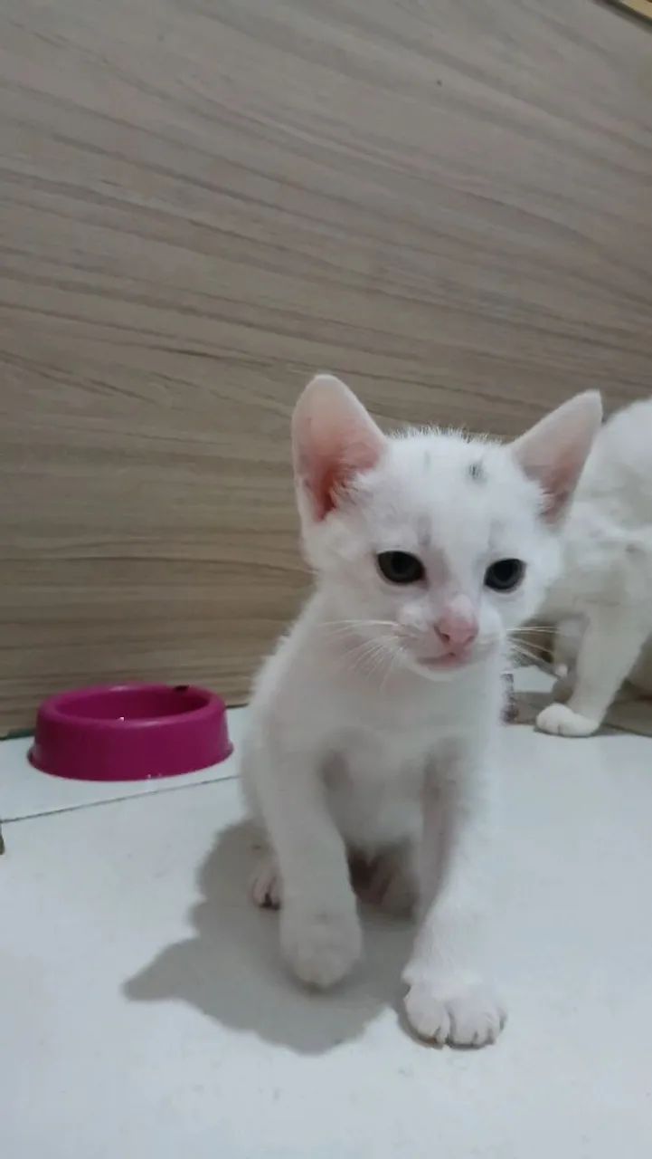 Adoção de gatinhas - Foto 4