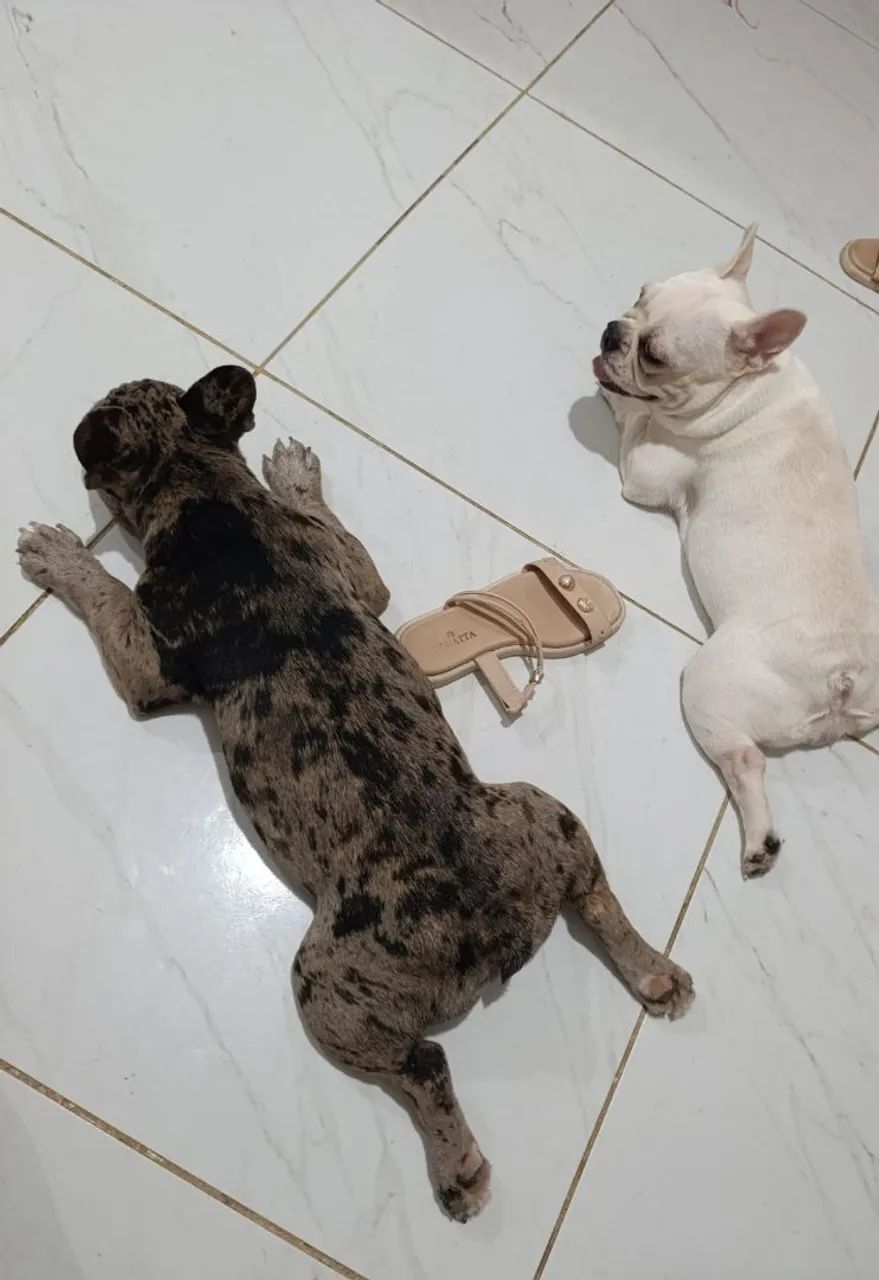 Casal de Bulldog francês 