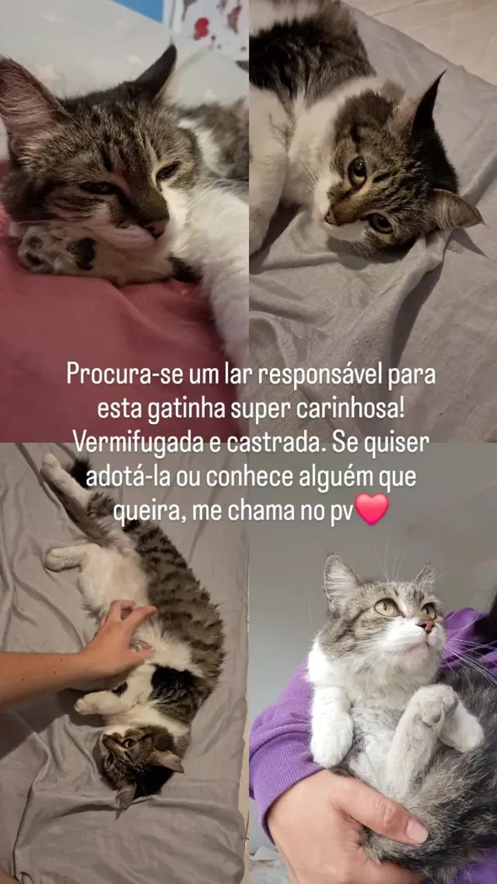 Gatinha Para Adoção 