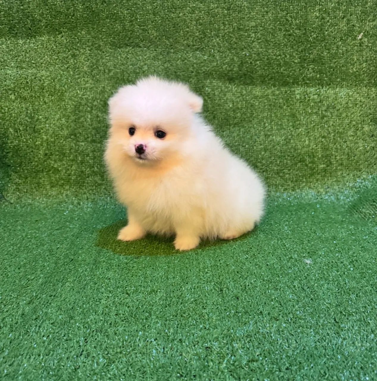 Cachorro - Foto 2
