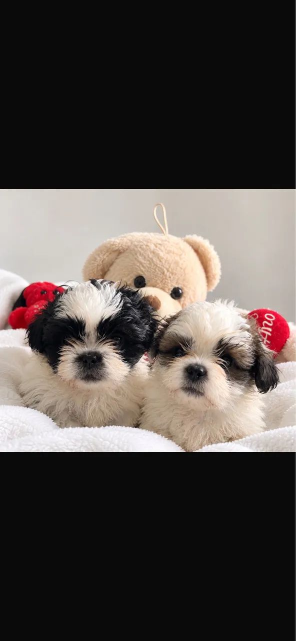 Filhotes de shihtzu