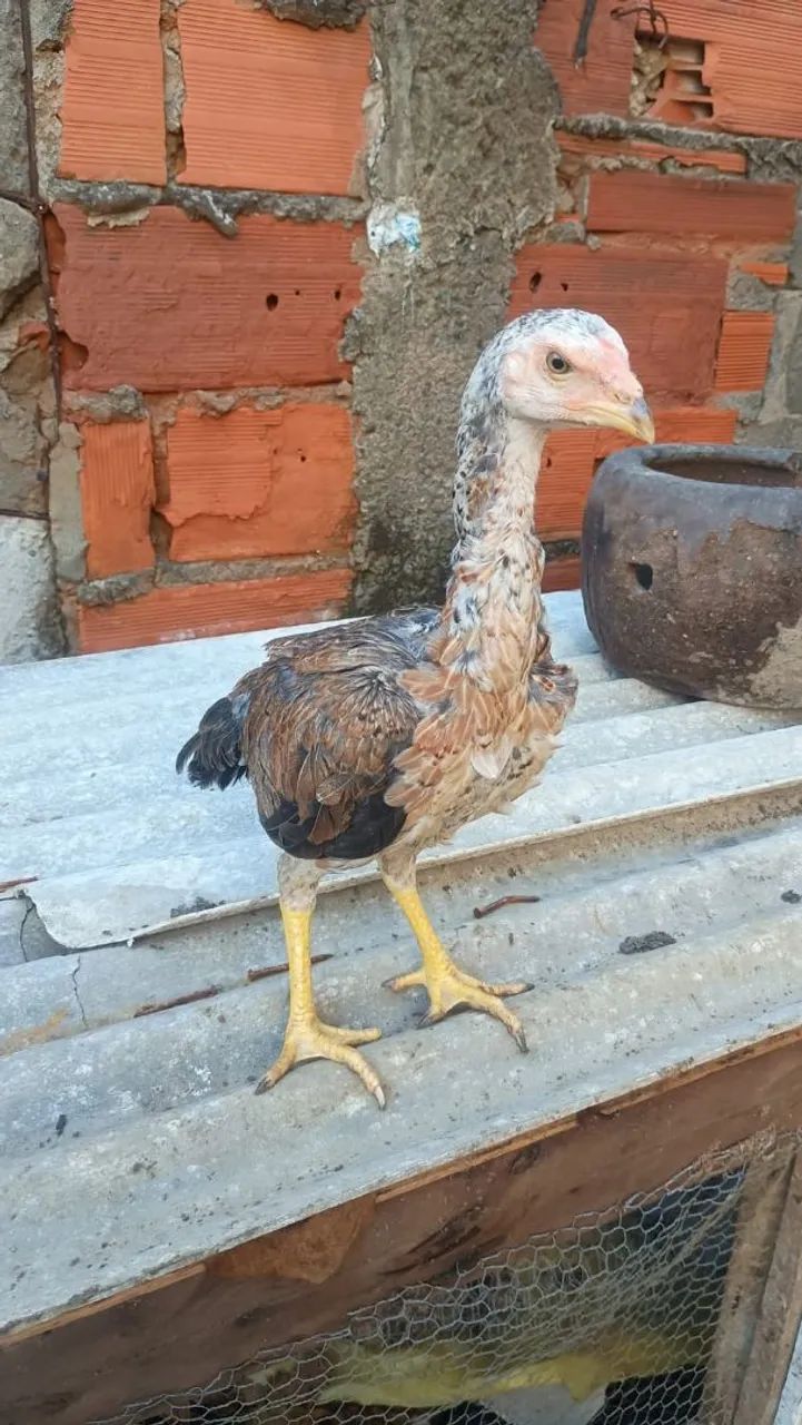FRANGO ÍNDIO PURO!!!! - Foto 2