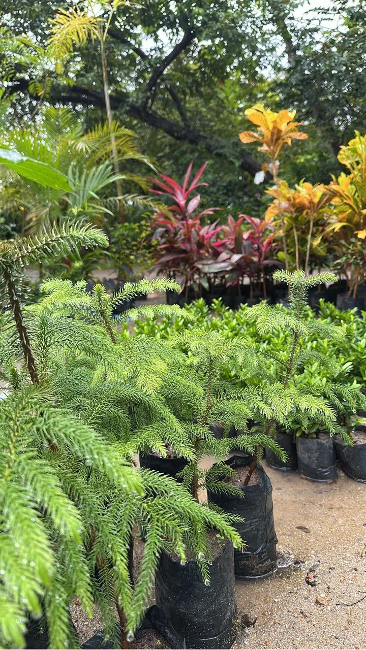 Jarros e plantas ?  - Foto 5