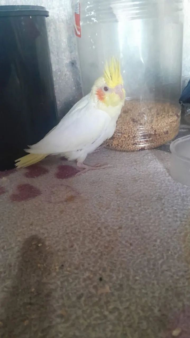 C@l0.p1sit@  - Foto 2