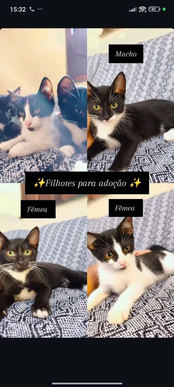 Filhotes para adoção  - Foto 6