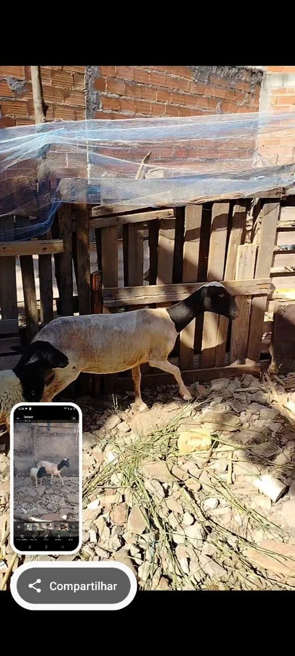Animais - Foto 2
