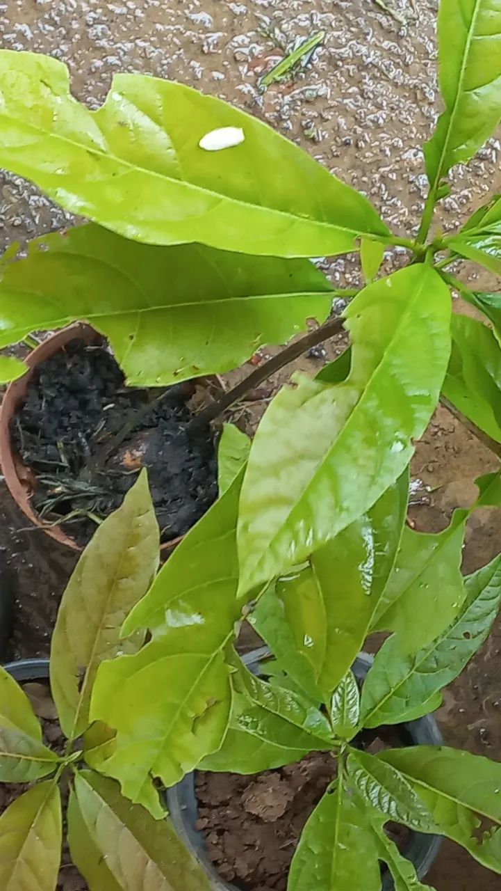 Mudas de abacateiro  - Foto 3